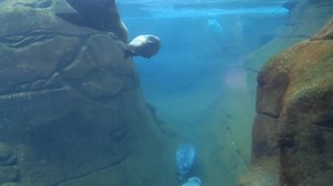 3.9K views · 285 reactions | Start your day with a pinniped ballet! Harbor seals and sea lions are a common sight along the central coast of Oregon, and can often be spotted in the Yaquina Bay or near the docks here in Newport. Both seals and sea lions can traverse land, but they are at their most graceful underwater, using their flippers to propel and steer. | Oregon Coast Aquarium | Facebook