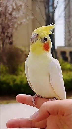 Check out Jerry the cockatiel singing and dancing cutely! 🎶🦜☺️ #cockatielscraze