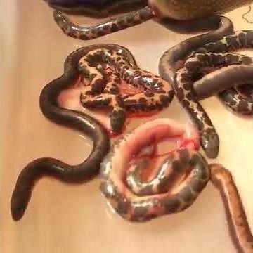 SHOCKING‼️ Snake Giving Birth to Live Babies, Not Laying Eggsmp4
