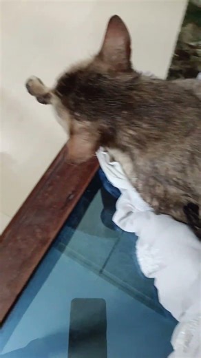 coco was beaten by bully and fell into the drain