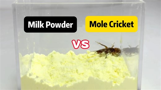 Animaltalkz | Can a Mole Cricket Survive in Milk Powder? Unveiling Unique Digging Behaviors Description: Dive into the fascinating world of mole crickets... | Instagram