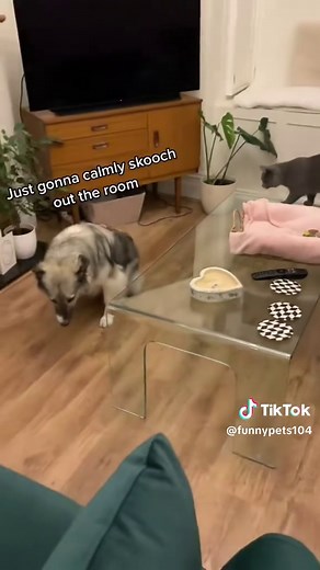 Dogs Afraid of Cats - Hilarious Pet Moments