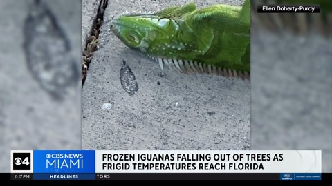Cold snap in Florida sends iguanas tumbling from trees