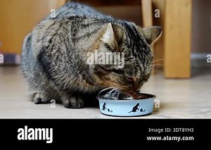 footage ginger cat drinking milk close up. Slow motion 120fps