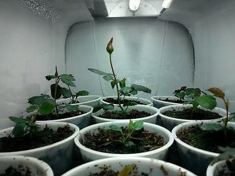 Time-lapse, Growing Roses from Seed