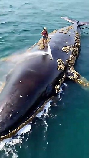 Protecting whales by carefully removing harmful barnacles 🐳 #MarineLife #ASMR #FYP #AnimalRescue