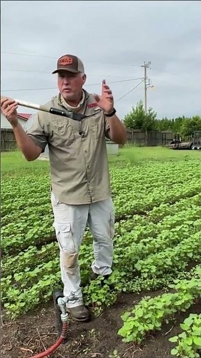 Best Way to Remove Weeds #gardening #growhoss #growyourownfood #shorts #youtube #pushpullhoe