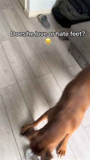 4.3K views · 117 reactions | Trunks the Boxer on Reels | Facebook