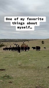 17K views · 351 reactions | #farm #ranch #farmer #rancher #ranchlife #Farmlife #nebraska #kansas #iowa #colorado #cattle #cows #blackangus #cow #bulls #bull #steer #grazing #cowlife #ranchcow | femalefarmerrancher | Facebook
