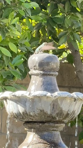 #DreamTrackAI Cute hummingbird bathing in fountain #sparklyone #hummingbird #cute #fountain tain