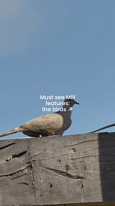 Standing tall in the hills of St. Andrew, the Morgan Lewis Windmill is one of the only intact and functioning sugar windmills in the Caribbean. 🇧🇧 We’re proud to have supported the restoration of this treasured landmark — preserving not just its structure but the rich history and heritage it represents. 🧱 Feathered friends are one of the most charming parts of the Mill experience. How many can you spot in this video? Drop your count in the comments below! 👇🏾 🎥: Morgan Lewis Windmill #TDCBa