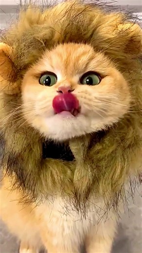 Cute Cat Transforming Into a Lion Look-Alike