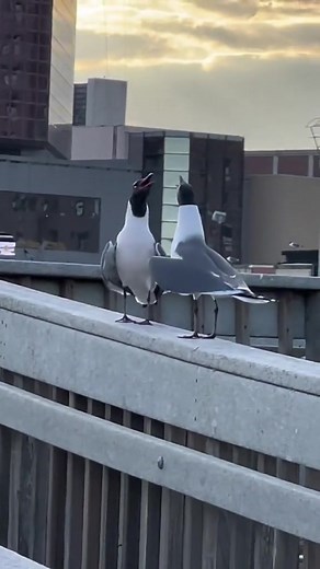 Seagulls laugh at their companions#funny #animal