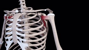 clip-3910055063-this-3d-animation-shows-subscapularis-muscle-movement
