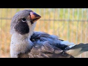 Zebra finch singing : This bird video will make your bird relax , finches bird sound.