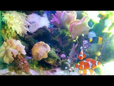 Nemo: Ther fish tank in my home brings you "peace of mind", "joy" and "healing".