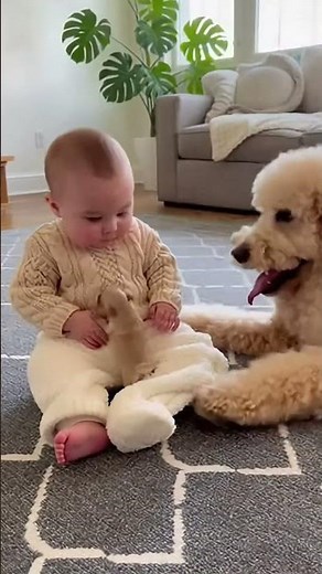 プードルが赤ちゃんの膝に子犬をそっと置く瞬間…尊さが限界突破 😭🐶👶 #赤ちゃん #プードル #子犬 #かわいい #癒し #尊い #犬動画 #バズる #赤ちゃんと犬 #癒し系 #子犬の日常 #ほっこり