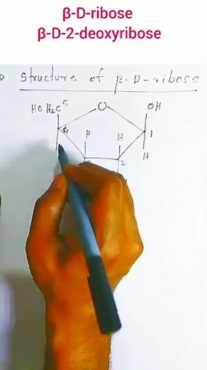 structure of beta D ribose and beta D 2 deoxyribose. #SHORTS
