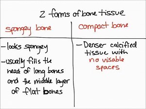 Bone Tissue