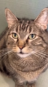 Her little baby voice gets me! #pennythecat #meowing #talkingcat #cute | Penny the cat
