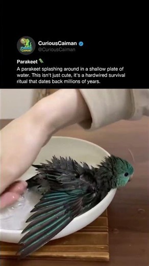 Why do birds like bathing? 🦜