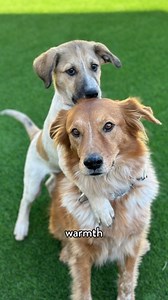 Happy Valentine’s Day! ❤️ Our pets fill our lives with love in the sweetest ways—big and small. Whether it’s cuddles, tail wags, or happy purrs, they always find a way to show they care. How does your pet show love? 🐾 | PetSmart Charities