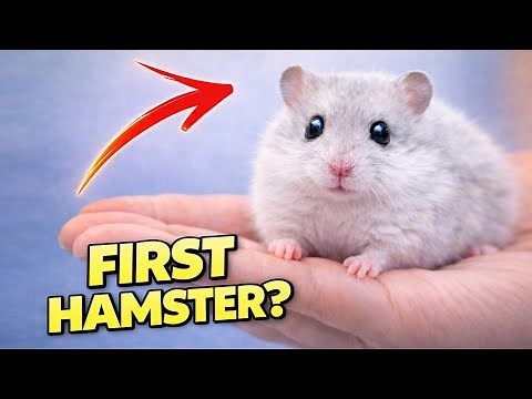 Hamster as Pet – Beginner’s Care Guide for a Pet Hamster