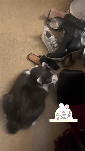 Pickle is one of a kind bb boi cat 🍞🍞🍞🐈‍⬛🎤🎤🌞💁🏻 #freak#creep#creepypasta#creepycats #creepyboy#creepybaby #spooky #spookyseason #carsoftiktok #catslovers #justababy #crazyboys #lovernptafighter #fancyfeast #wildcatsoftiktok #picklerick #picklesarelife