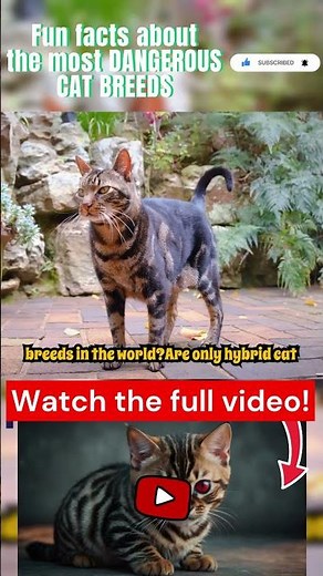 Fun facts about the most dangerous cat breeds in the world Part 1 #cat #cats #kitten #animal #animal