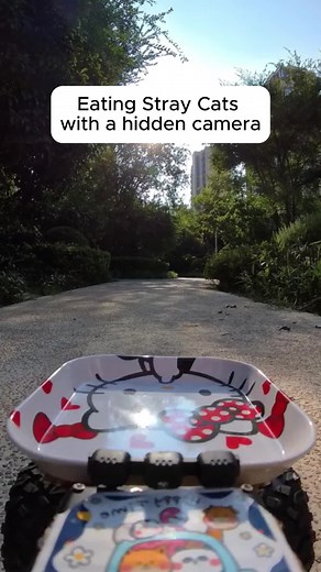 Feeding Stray Cats with a Hidden Camera