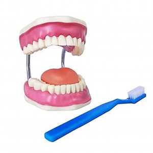 EVOTECH SCIENTIFIC Dental Teeth Care Model, W/Giant Toothbrush, Dental Care Teaching Demonstration Model, Speech Therapy Teaching Tool, Adult Standard Typodont Demonstration Teeth Model