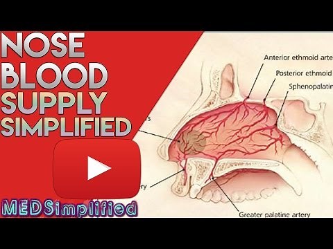 Nose Anatomy- Nasal Blood Supply