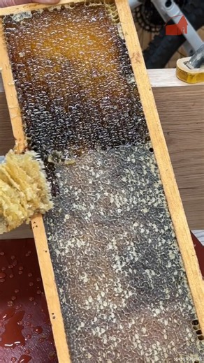 How We Harvest Honey #HoneyHarvest #Beekeeping #BeekeeperLife | Jon Peters Art & Home