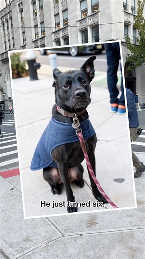 Riggins, mix (6 y/o), Madison Square Park, New York, NY • “He’s 50% Pit Bull, 14% Lab, 15% Coonhound, 12% Husky, 5% Weimaraner and 5% Chow Chow. He’s very chatty. We got him when he was seven months old from Bideawee – he’s originally from Tennessee. He’s very, very clownish, and he’s snuggly. He’s very expressive. We love him so much.” A rescue via Bideawee | The Dogist