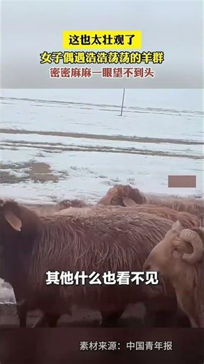 这也太壮观了！女子偶遇浩浩荡荡的羊群，密密麻麻一眼望不到头！