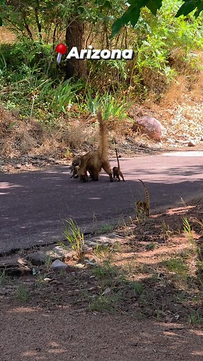 More coati cuteness! I spent a couple hours watching these adorable coatis yesterday and these babies keep their mamas busy. #coatimundi #socute #toocute #wildanimals #babyanimals #mischievous #Arizona #momlife #outdoorfun #naturevideo #naturelovers #outwest | Stacy Outdoors