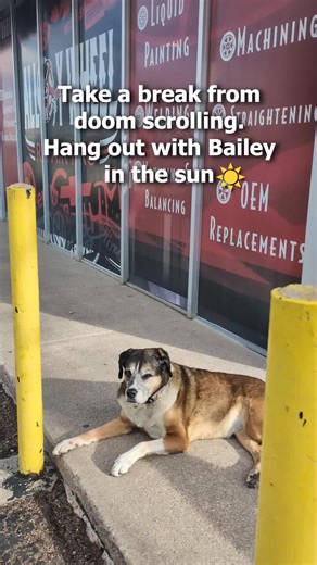 Take a break from doom scrolling! You made it to April, now take a moment and enjoy the spring time sun! #alloywheelrepair #shopdog #sunbathıngdog #dogsoftiktok #dogsofinstagram