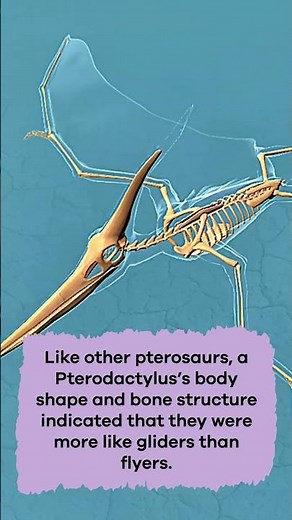 Dinos A to Z: Pterodactylus | #shorts