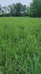 10K views · 932 reactions | Walk through the Hay Fields The Hay...