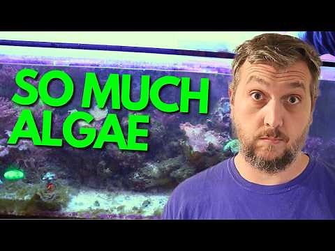 How To Remove Green Hair Algae In One EASY Step!