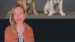 Georgia prisoners train service dogs