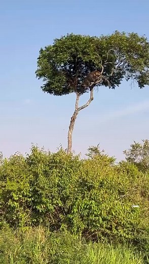 Cheetah Climbing a Tree in a Beautiful Natural Setting