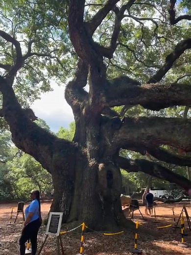 This summer my family and I had the pleasure of visiting the Angel Oak Tree on Johns Island during our Charleston SC 2025 family reunion. The Angel Oak visit added a nice touch of togetherness to our reunion. It represented what we represented. A long line of strength. For anyone who isn’t familiar, the Angel Oak is estimated to be between 300 and 500 years old. It stands over 65 feet tall with a canopy that covers more than 17,000 square feet. It has a deep history connected to Native Americans