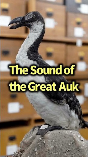 Sound of Extinct Birds(Reconstruction): The Great Auk #Birds #Extinct #sound