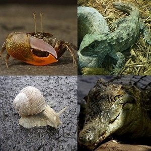 Crawling Animals and their Characteristics ▷➡️ Postposmo