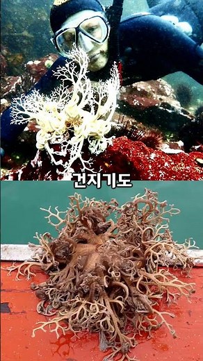 수천 가닥의 징그러운 촉수를 지닌 생물