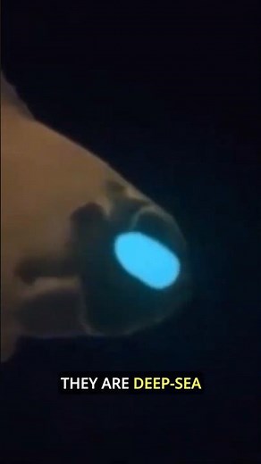 Flashlight Fish a creature that lights up the ocean