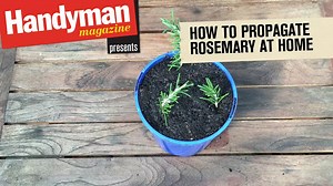 Never buy rosemary again! Raise new plants from cuttings for an endless supply of this delicious fragrant herb. Subscribe watch later: http://ow.ly/3wwN302RMzg Check out the latest issue: http://ow.ly/xGPN302RMDd | Handyman Magazine