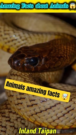Unbelievable Facts About Animals 😳 #facts #science #animals