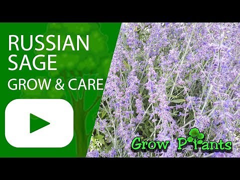 Russian sage - Grow and care